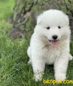 MUHTEŞEM KALİTE KAR BEYAZ SAMOYED YAVRULAR 1
