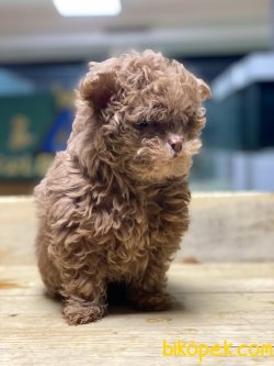 MUHTEŞEM KALİTE LILAC MALTİPOO 2