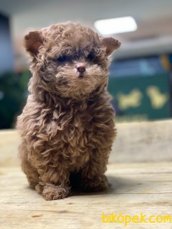 MUHTEŞEM KALİTE LILAC MALTİPOO 1