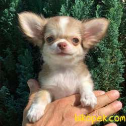 Muhteşem Kalite Longhair Chihuahua Erkek Yavrumuz 4
