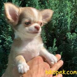 Muhteşem Kalite Longhair Chihuahua Erkek Yavrumuz 1