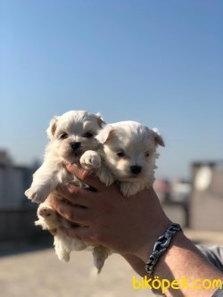 MUHTEŞEM KALİTE MALTESE TERRİER 1