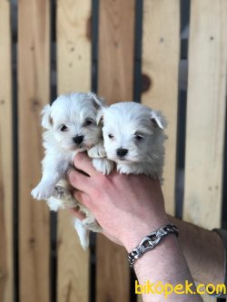 MUHTEŞEM KALİTE MALTESE TERRİER 2