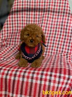 Muhteşem Kalite Safkan Red Toy Poodle 4