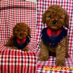 Muhteşem Kalite Safkan Red Toy Poodle 1