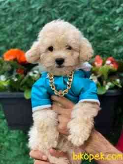 MUHTEŞEM KALİTE TOY POODLE 1