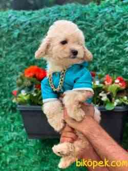 MUHTEŞEM KALİTE TOY POODLE 3