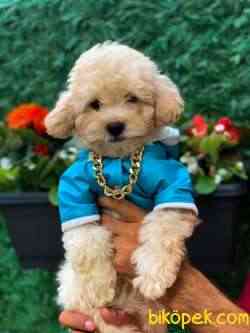 MUHTEŞEM KALİTE TOY POODLE 2