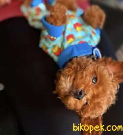 IRK VE SAĞLIK GARANTİLİ TOY POODLE YAVRULARIMIZ 1