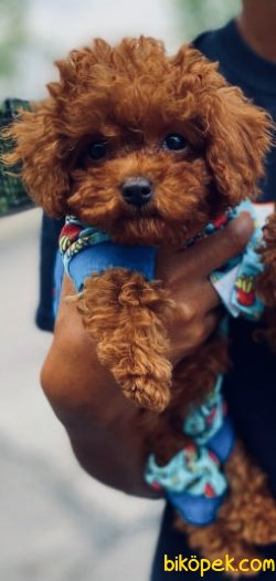 IRK VE SAĞLIK GARANTİLİ TOY POODLE YAVRULARIMIZ 3
