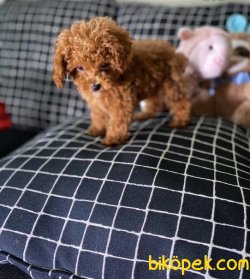 IRK VE SAĞLIK GARANTİLİ TOY POODLE YAVRULARIMIZ 2