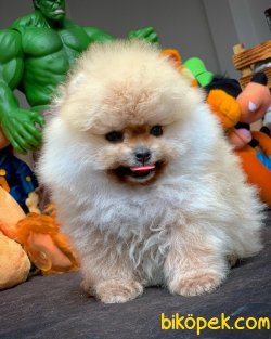 Muhteşem Kalitede Olan Pomeranian Boo Yavrularımız 4