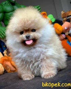 Muhteşem Kalitede Olan Pomeranian Boo Yavrularımız 1