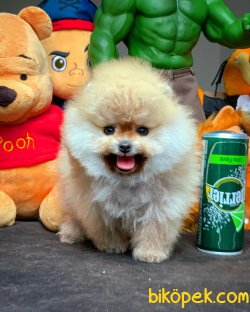 Muhteşem Kalitede Olan Pomeranian Boo Yavrularımız 5