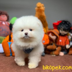 Muhteşem Kalitede Olan Pomeranian Boo Yavrularımız 2