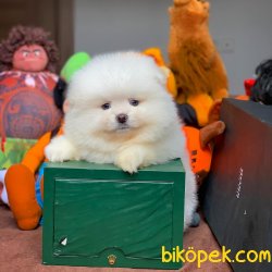 Muhteşem Kalitede Olan Pomeranian Boo Yavrularımız 1