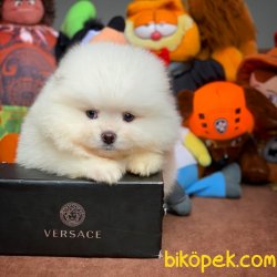 Muhteşem Kalitede Olan Pomeranian Boo Yavrularımız 4
