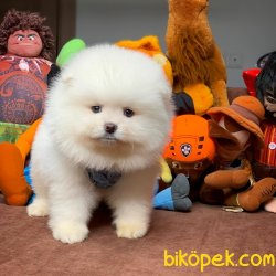 Muhteşem Kalitede Olan Pomeranian Boo Yavrularımız 3