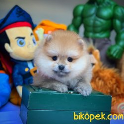 Muhteşem Kalitede Olan Pomeranian Boo Yavrularımız 2