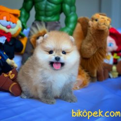 Muhteşem Kalitede Olan Pomeranian Boo Yavrularımız 1