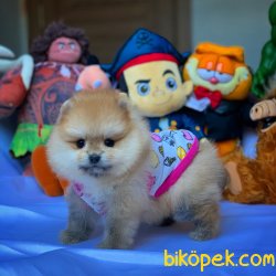 Muhteşem Kalitede Olan Pomeranian Boo Yavrularımız 3
