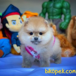 Muhteşem Kalitede Olan Pomeranian Boo Yavrularımız 4