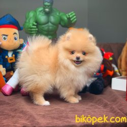 Muhteşem Kalitede Olan Pomeranian Boo Yavrularımız 5