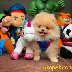Muhteşem Kalitede Olan Pomeranian Boo Yavrularımız 1