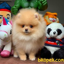 Muhteşem Kalitede Olan Pomeranian Boo Yavrularımız 2