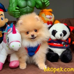 Muhteşem Kalitede Olan Pomeranian Boo Yavrularımız 3