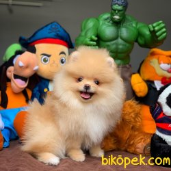 Muhteşem Kalitede Olan Pomeranian Boo Yavrularımız 4