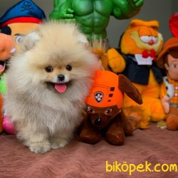 Muhteşem Kalitede Olan Pomeranian Boo Yavrularımız 4