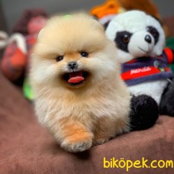 Muhteşem Kalitede Olan Pomeranian Boo Yavrularımız 2