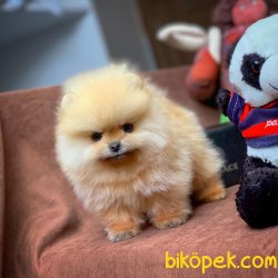 Muhteşem Kalitede Olan Pomeranian Boo Yavrularımız 3