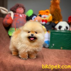 Muhteşem Kalitede Olan Pomeranian Boo Yavrularımız 1