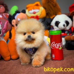 Muhteşem Kalitede Olan Pomeranian Boo Yavrularımız 4