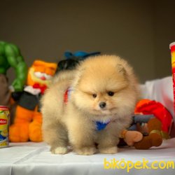 Muhteşem Kalitede Olan Pomeranian Boo Yavrularımız 3