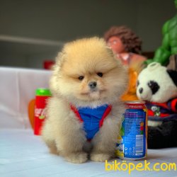 Muhteşem Kalitede Olan Pomeranian Boo Yavrularımız 4
