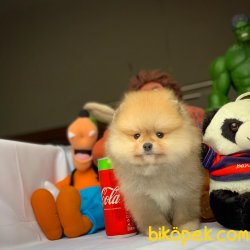 Muhteşem Kalitede Olan Pomeranian Boo Yavrularımız 2