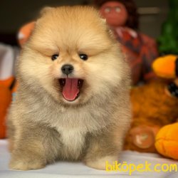 Muhteşem Kalitede Olan Pomeranian Boo Yavrularımız 1