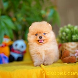 Muhteşem Kalitede Olan Pomeranian Boo Yavrularımız 3