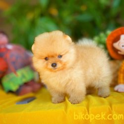Muhteşem Kalitede Olan Pomeranian Boo Yavrularımız 2