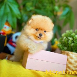 Muhteşem Kalitede Olan Pomeranian Boo Yavrularımız 4