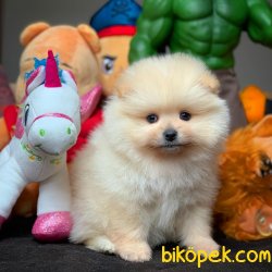 Muhteşem Kalitede Olan Pomeranian Boo Yavrularımz 3