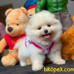 Muhteşem Kalitede Olan Pomeranian Boo Yavrularımz 1