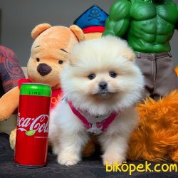 Muhteşem Kalitede Olan Pomeranian Boo Yavrularımz 4