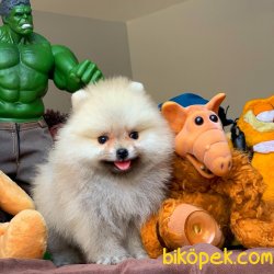 Muhteşem Kalitede Olan Pomeranian Boo Yavrularımz 2