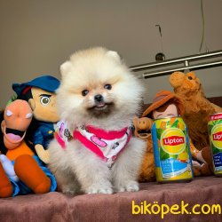 Muhteşem Kalitede Olan Pomeranian Boo Yavrularımz 1
