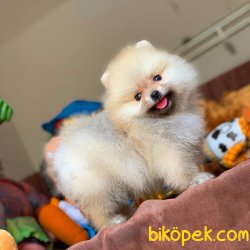 Muhteşem Kalitede Olan Pomeranian Boo Yavrularımz 3