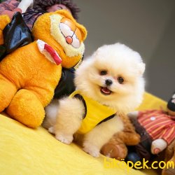 Muhteşem Kalitede Olan Pomeranian Boo Yavrumuz 1